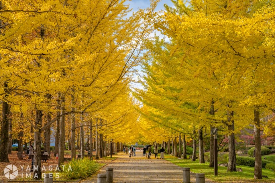 山形県総合運動公園の銀杏並木（天童市）